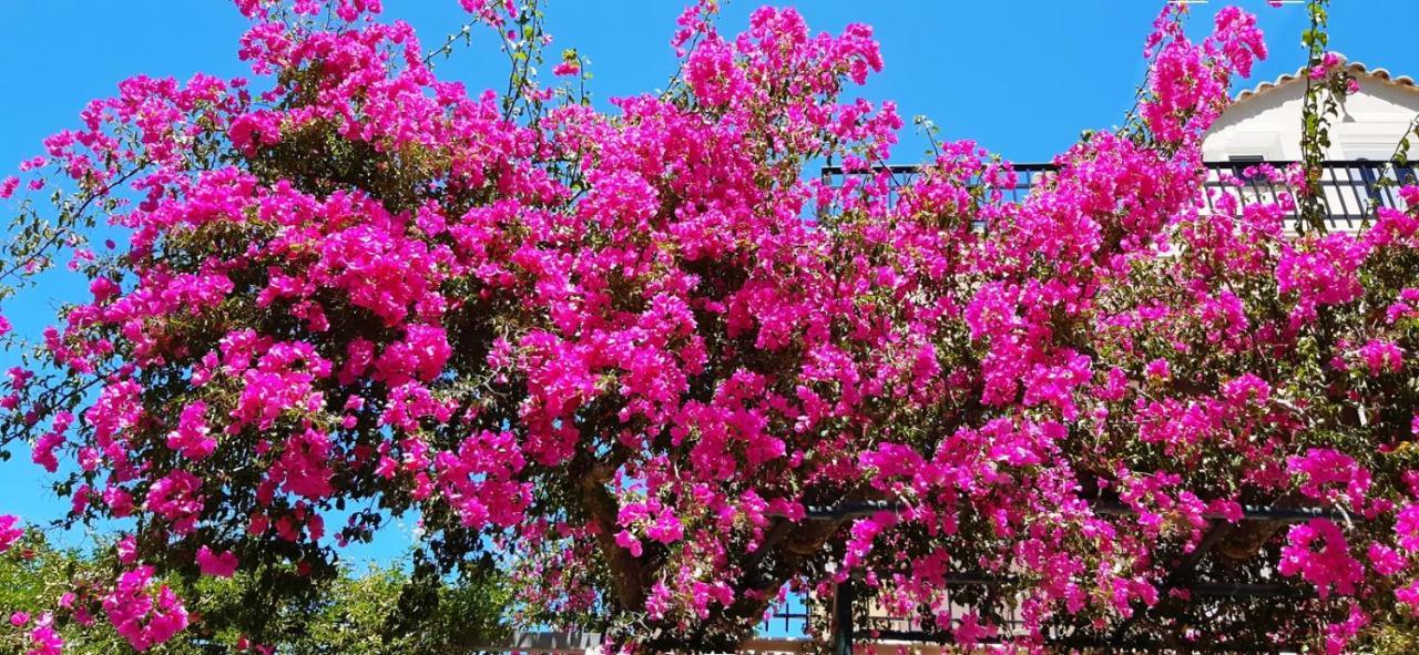 Fexulis & 公寓 Agios Nikolaos (Zakynthos)